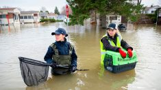 Ils sauvent des dizaines d’animaux des inondations au Québec