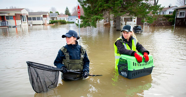 Une équipe de l'entreprise Sauvetage Animal Rescue va porter secours à des animaux domestiques lors des inondations de Sainte-Marthe-sur-le-Lac au Québec, le 29 avril 2019. (crédit : SEBASTIEN ST-JEAN/AFP/Getty Images)