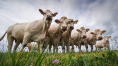 Des éoliennes sont accusées d’avoir tuer environ 250 vaches de race normande – les experts sont désemparés
