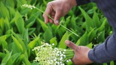 Muguet du 1er mai: soyez vigilants, c’est un danger pour vos animaux de compagnie