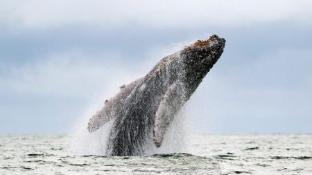 Un homme est tellement distrait par son smartphone qu’il ne remarque pas la baleine et son baleineau