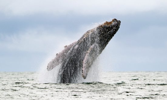 Les baleines sont également sensibles aux champs magnétiques. (LUIS ROBAYO/AFP/Getty Images)