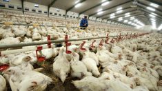 Espagne: des djihadistes se finançaient en fraudant sur du poulet au Danemark