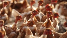 VIDEO – Poulets ramassés à la « moissonneuse » : L214 dénonce l’élevage intensif