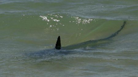 Landes: un requin de 2 mètres filmé au bord de la plage à proximité d’un cours de surf pour enfants