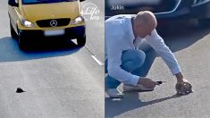 Un étranger courageux prend un risque après le passage de 17 voitures près d’un chaton abandonné sur l’autoroute