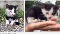 Vidéo : un chaton errant tout seul dans la rue est sauvé par un bon samaritain