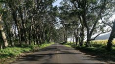 Vendée – Des arbres mystérieusement tronçonnés menacent les automobilistes d’une petite route de campagne : « C’est un acte délibéré »