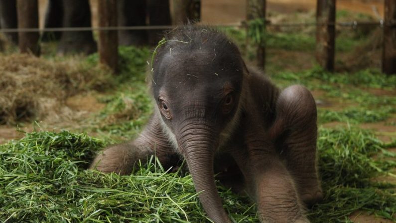 Un bébé éléphant d'Asie, né il y a seulement deux jours, fait ses premiers pas dans son enclos au zoo Tierpark Berlin à Berlin, en Allemagne, le 10 mai 2012.