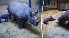 Un bébé rhinocéros noir en voie de disparition né au zoo de Chicago franchit une « étape importante » : sa mère l’allaite