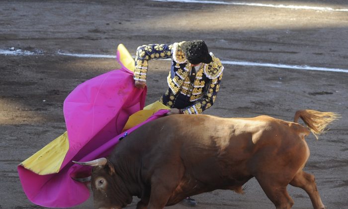 Une illustrative montre le matador espagnol Manuel Jesus « El Cid » effectuant une passe sur un taureau Jandilla lors d'une corrida à l'arène de Vista Alegre, le 25 août 2015. (Ander Gillenea/AFP/Getty Images)