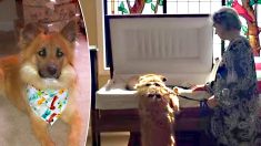 Un chien se penche sur le cercueil de son propriétaire bien-aimé, la façon dont il fait ses adieux fait fondre tout le monde en larmes