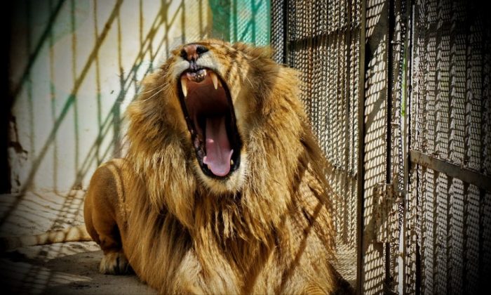 Dossier photo d'un lion en captivité. (Barett71/Pixabay)
