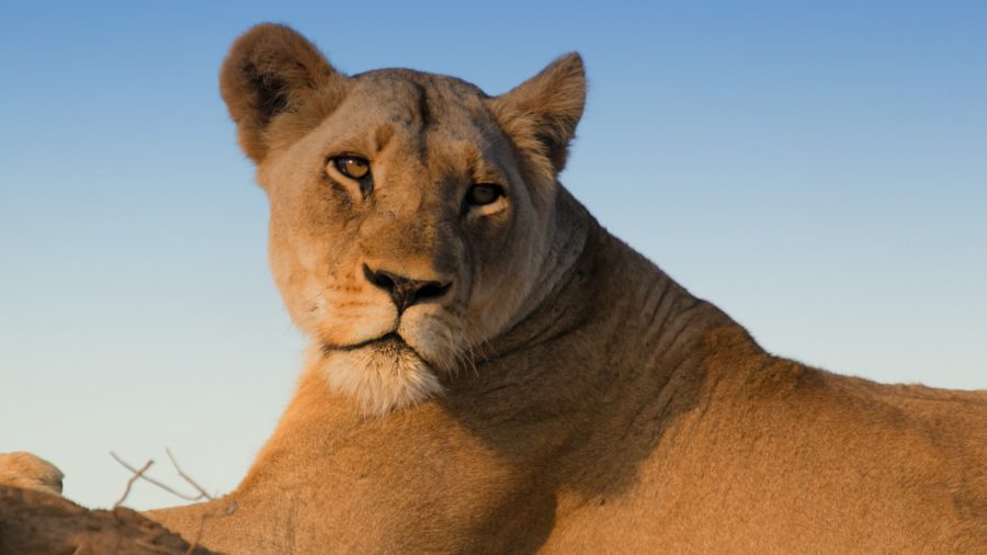 Chien Qui Ressemble A Un Lionceau