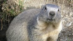 Un couple mange de la marmotte crue pour des raisons de santé, mais meurt de la peste et déclenche une quarantaine en Mongolie