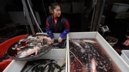 Les fruits de mer et le poulet provenant de Chine contiennent des antibiotiques des plus nocifs pour l’homme et l’environnement