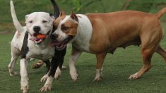 Des pitbulls ayant défendu leur propriétaire contre un vol, en Argentine, ne seront pas abattus