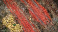Des tonnes de tomates jetées dans un champ près de Rennes – la seule solution selon la coopérative