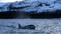 Russie: un premier groupe d’orques et de bélugas relâché en mer d’Okhotsk