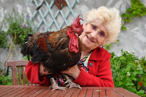 Le coq Maurice et sa propriétaire (XAVIER LEOTY/AFP/Getty Images)