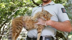 Sur les traces du « chat-renard », une nouvelle espèce de félin recensée en Corse