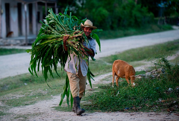 -Un vieil homme charge de l'herbe pour ses animaux sur une route à La Havane, le 3 juin 2019. À Cuba, avec une forte densité de médecins par habitant et un système de santé gratuit, un "club des 120 ans" encourage les Cubains à atteindre cet objectif. Photo de YAMIL LAGE / AFP / Getty Images.