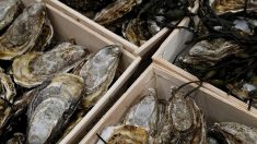 Carrefour: rappel de bourriches d’huîtres contaminées par la salmonelle