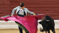 Espagne : controverse sur la participation des enfants aux corridas où on coupe les oreilles aux veaux vivants
