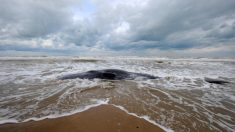 [Vidéo] Bassin d’Arcachon: la baleine aperçue près d’une plage dans la semaine a été retrouvée morte