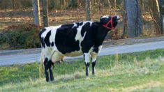 Une vache regarde son nouveau propriétaire en pleurant. Il comprend que quelque chose cloche et se rend à son ancienne ferme