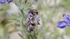 Une espèce d’abeille sauvage introuvable depuis 50 ans réapparaît dans la Drôme
