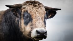 Isère : un taureau s’échappe de l’abattoir et sème la panique dans les rues de la ville
