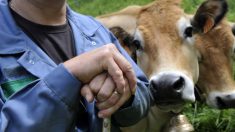 Oise : ils massacrent une vache à la hache en plein champ avant de la dépecer sur place