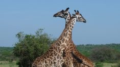 2 girafes tuées par la foudre en Floride