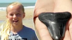 En marchant sur la plage, une adolescente trébuche sur une dent de mégalodon âgée d’un million d’années