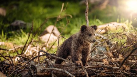 Ariège : un ourson perdu sauvé par l’Office de la faune sauvage