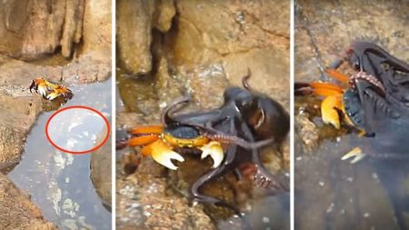 Une pieuvre furtive saute hors d’une flaque de marée après avoir tendu une embuscade à un crabe, qu’elle commence à dévorer – des images filmées par une amatrice
