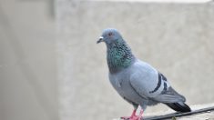 Canicule: des pompiers appelés en urgence pour donner à boire à 2.500 pigeons