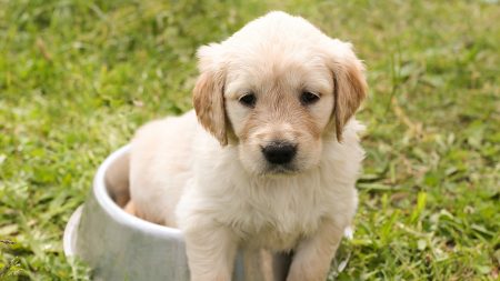 Abandon d’animaux : des parlementaires français montent au front