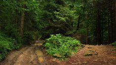 Meurthe-et-Moselle – Une forêt interdite aux promeneurs à cause de déjections humaines : « L’odeur est insoutenable »