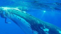 Une baleine à bosse de 23 tonnes cache une plongeuse sous sa nageoire pour la protéger d’un requin