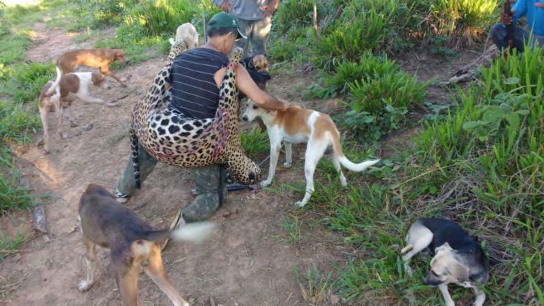 Temistocles Barbosa Freire, dentiste et membre présumé d'un gang de braconniers, est vu entouré de chiens de chasse, tenant un jaguar mort. (Ministère public fédéral)
