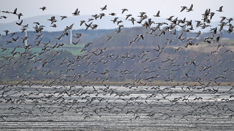 Une grande volée d'oies à Montrose, en Écosse. (Jeff J Mitchell/Getty Images)