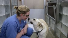 Un chien errant est filmé alors qu’il arrive dans une pharmacie et demande qu’on soigne sa blessure