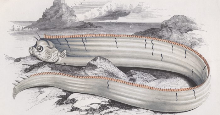 Image datant de 1850 représentant un poisson-ruban (Hulton Archive/Getty Images)
