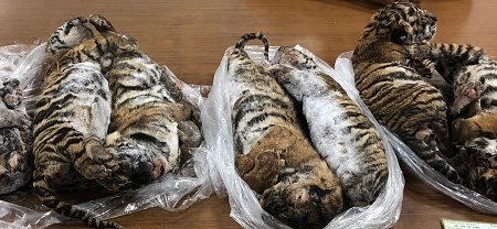 Trafic d’animaux : sept tigres surgelés découverts dans une voiture au Vietnam