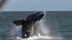 Canada: une baleine franche empêtrée dans des cordages dans le golfe du Saint-Laurent