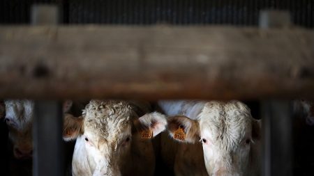 Canicule : interdiction de transport routier d’animaux vivants aux heures les plus chaudes