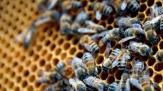Haute-Loire: le promeneur attaqué par des milliers d’abeilles est décédé