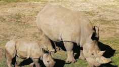 Belgique: deux naissances de rhinocéros blancs attendues d’ici la fin de l’année